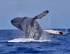 Whale Watching Express Tour